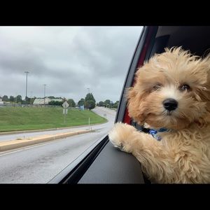 Meet your Posher, Ashley